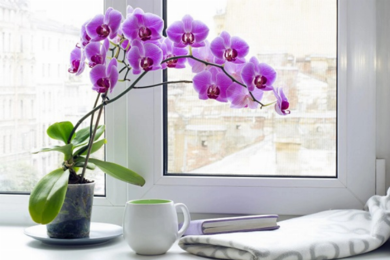 Quy trình bón phân định kỳ và đúng cách cho cây lan hồ điệp để thúc đẩy sự phát triển và ra hoa